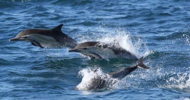 Эксперты объяснили резкий рост числа погибших дельфинов в Черном море